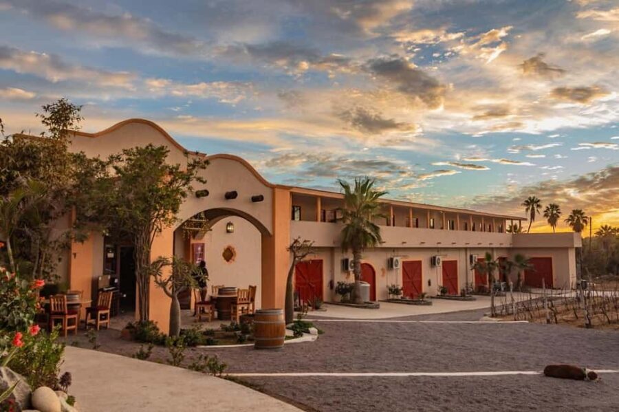 From La Playa: Vineyard Tour w/ Tasting & Todos Santos Stop - An In-Depth Look at the Vineyard Tour Experience