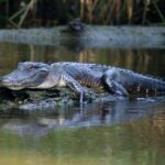 From Lafitte: Swamp Tours South of New Orleans by Airboat - The Sum Up