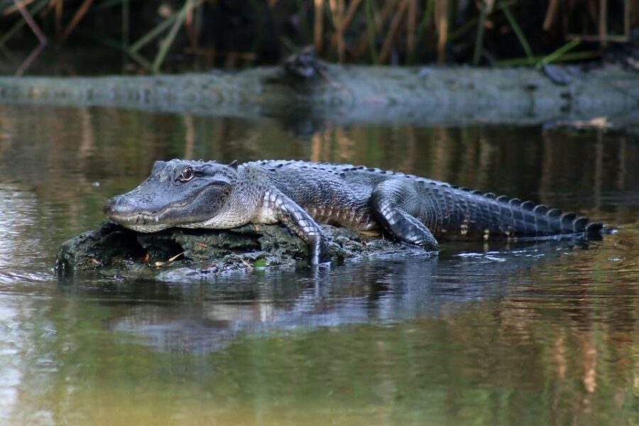 From Lafitte: Swamp Tours South of New Orleans by Airboat - The Sum Up
