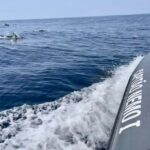 From Lagoa: Dolphins & Ponta da Piedade with biologist guide - Who This Tour Suits Best