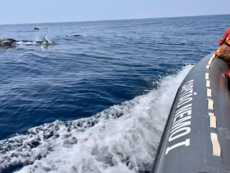 From Lagoa: Dolphins & Ponta da Piedade with biologist guide - Who This Tour Suits Best