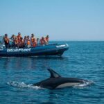 From Lagos: Dolphin Watching Boat Trip w/ Marine Biologists - Why This Tour Stands Out