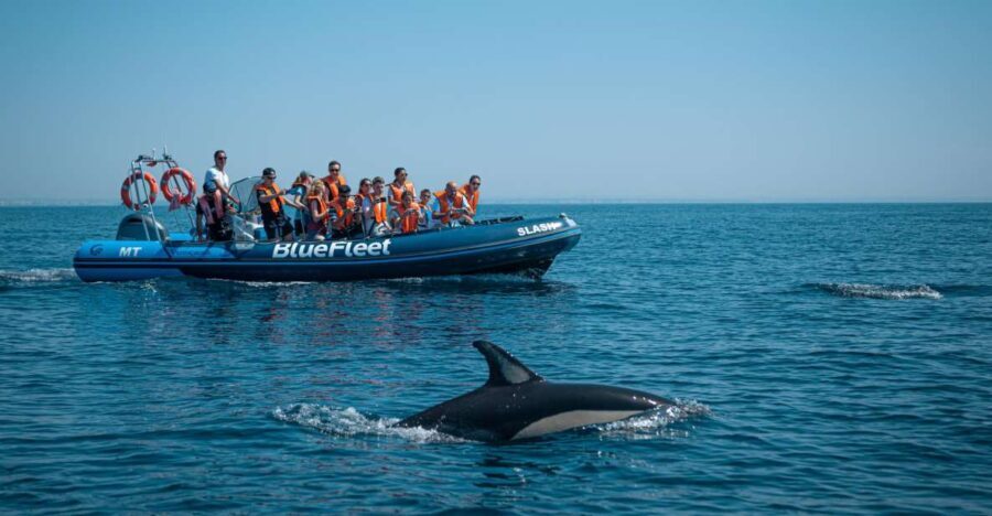 From Lagos: Dolphin Watching Boat Trip w/ Marine Biologists - Why This Tour Stands Out