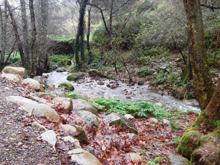 From Lagos: Monchique Private Guided Hike + Medronho Tasting - A Detailed Look at the Monchique Guided Hike & Medronho Tasting