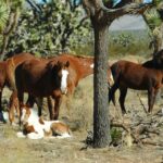 From Las Vegas: Grand Canyon West 5-in-1 Tour with Rim Lunch - Final Thoughts