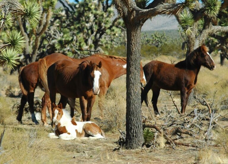 From Las Vegas: Grand Canyon West 5-in-1 Tour with Rim Lunch - Final Thoughts