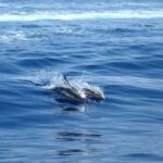 From Lefkimmi: Corfu, Kavos Party Booze Cruise - Final Thoughts: Why You Should Consider This Cruise