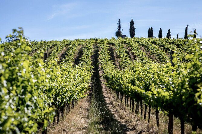 From Lisbon: Palmela-Setúbal Wine Tasting Tour (40kms of Lisbon) - The Itinerary in Detail