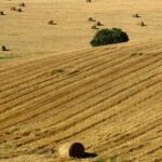 From Lisbon to Alentejo: Évora and Megaliths Full-Day Tour - Analyzing the Tour’s Value and Practicalities