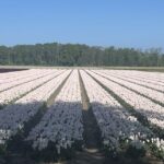 From Lisse: Keukenhof Flower Fields Bike Tour - Exploring the Details of the Keukenhof Flower Fields Bike Tour