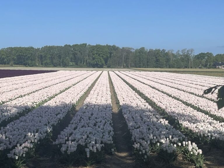From Lisse: Keukenhof Flower Fields Bike Tour - Exploring the Details of the Keukenhof Flower Fields Bike Tour