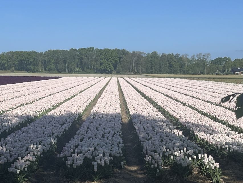From Lisse: Keukenhof Flower Fields Bike Tour - Exploring the Details of the Keukenhof Flower Fields Bike Tour