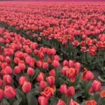 From Lisse: Landrover Tour Around Keukenhof & Flower Fields - A Deep Dive into the Experience