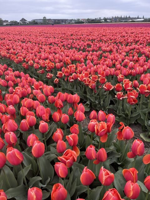 From Lisse: Landrover Tour Around Keukenhof & Flower Fields - A Deep Dive into the Experience