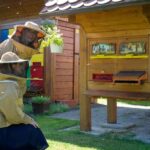 From Ljubljana: All About Bees - A closer look at the experience: what you can expect