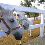 From Ljubljana: Lipica Stud Farm and Piran Full-Day Tour - Authentic Experiences and Practical Insights