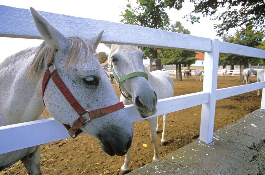 From Ljubljana: Lipica Stud Farm and Piran Full-Day Tour - Authentic Experiences and Practical Insights