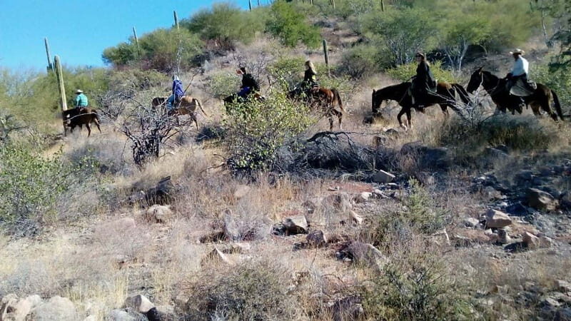From Loreto: Baja Desert Horseback Riding Tour - What Makes This Tour Stand Out