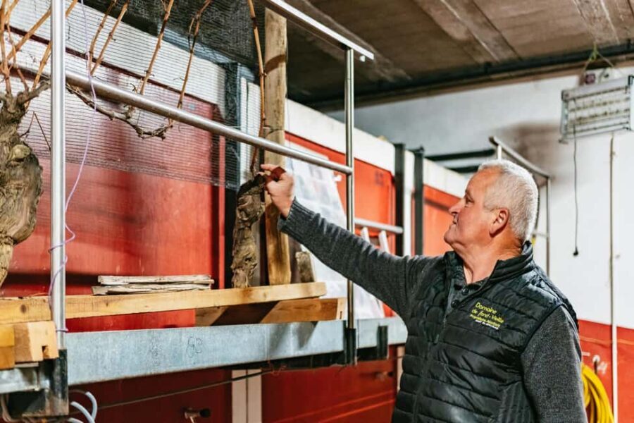 From Lyon: Golden Stones Beaujolais Wine Tasting Tour - FAQ