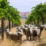 From Lyttelton: Private Wine Tour & Chefs Degustation - Exploring Waipara’s Hidden Gems with Jade Tours