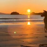 From Mackay: Wallabies on the Beach Sunrise Trip - Transportation and Group Size: Keeping It Personal
