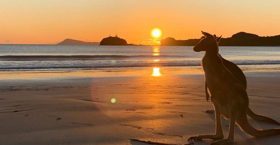 From Mackay: Wallabies on the Beach Sunrise Trip - Transportation and Group Size: Keeping It Personal