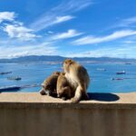 From Malaga: Day Trip to Gibraltar - Final Thoughts: Is It Worth It?