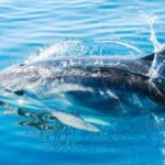 From Malaga: Day trip to Gibraltar and Dolphin Boat Tour - A Practical Guide to This Gibraltar and Dolphin Tour