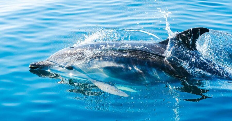 From Malaga: Day trip to Gibraltar and Dolphin Boat Tour - A Practical Guide to This Gibraltar and Dolphin Tour