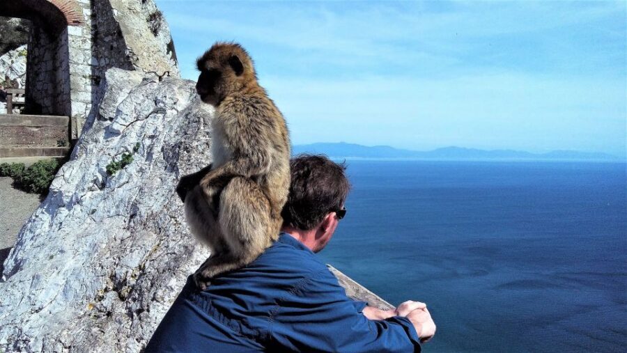 From Málaga or Marbella: Private Gibraltar Tour - The Practical Side: What to Expect