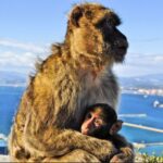From Malaga: Private Gibraltar Highlights Day Trip - An In-Depth Look at the Gibraltar Highlights Day Trip