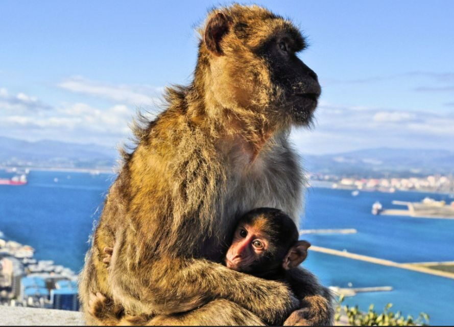 From Malaga: Private Gibraltar Highlights Day Trip - An In-Depth Look at the Gibraltar Highlights Day Trip