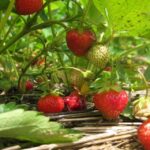 From Mattituck: North Fork Area Bike Tour with Food Tasting - Who Will Love This Tour?