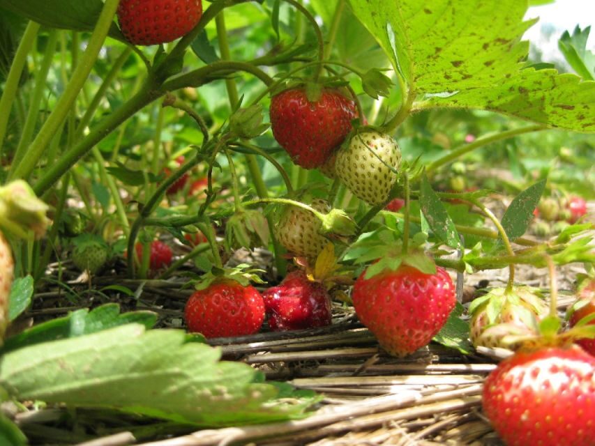 From Mattituck: North Fork Area Bike Tour with Food Tasting - Who Will Love This Tour?