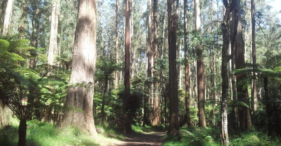 From Melbourne: Dandenong Ranges Private Day Tour - Exploring the Dandenong Ranges: A Detailed Overview