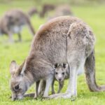 From Melbourne: Grampians National Park Bushwalking Tour - An In-Depth Look at the Tour