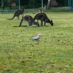 From Melbourne: Grampians National Park Group Tour - Iconic Sites and Geological Marvels