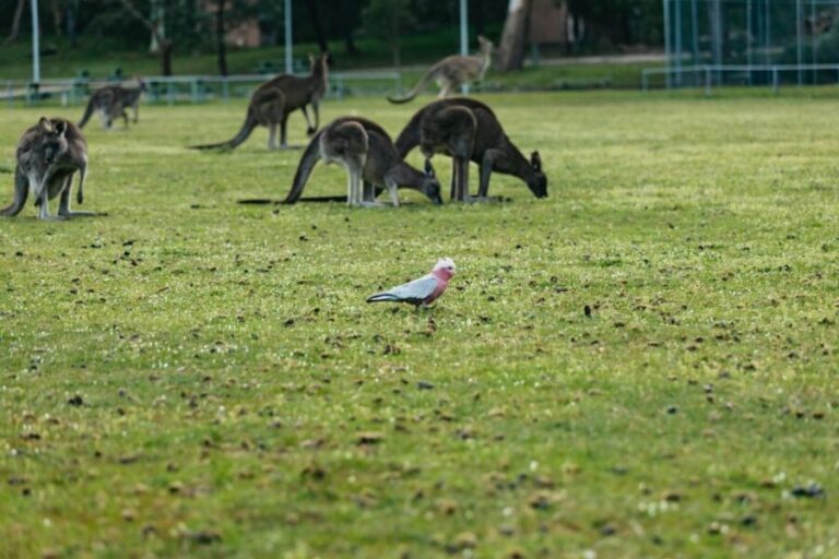 From Melbourne: Grampians National Park Group Tour - Iconic Sites and Geological Marvels