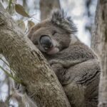 From Melbourne: Great Ocean Road & Wildlife Sightseeing Tour - Why This Tour Offers Great Value