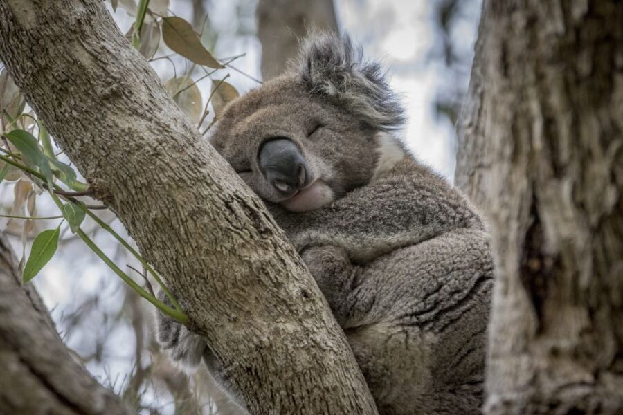 From Melbourne: Great Ocean Road & Wildlife Sightseeing Tour - Why This Tour Offers Great Value