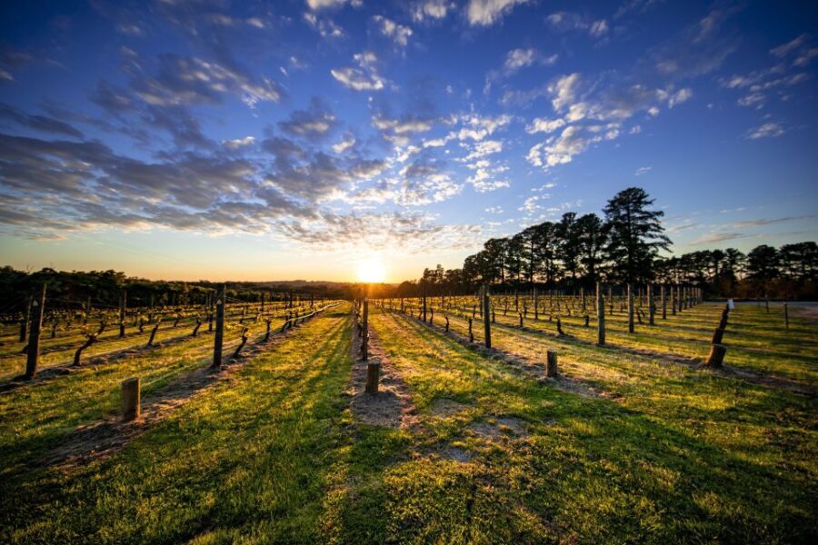 From Melbourne: Mornington Peninsula Food & Wine Taste Trail - Visiting Rare Hare at Jackalope: A Prestigious Winery