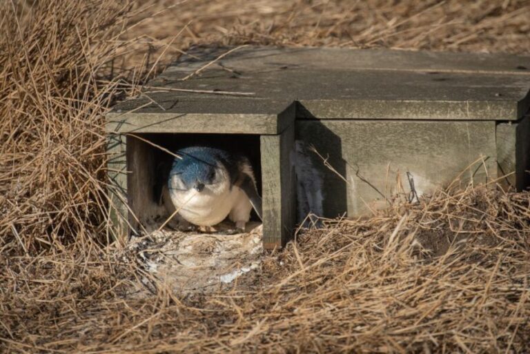 From Melbourne: Penguin Parade Afternoon Tour - Detailed Review of the From Melbourne: Penguin Parade Afternoon Tour