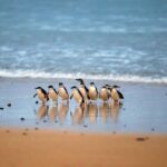 From Melbourne: Penguin Parade and Koalas Tour - Transportation and Group Size