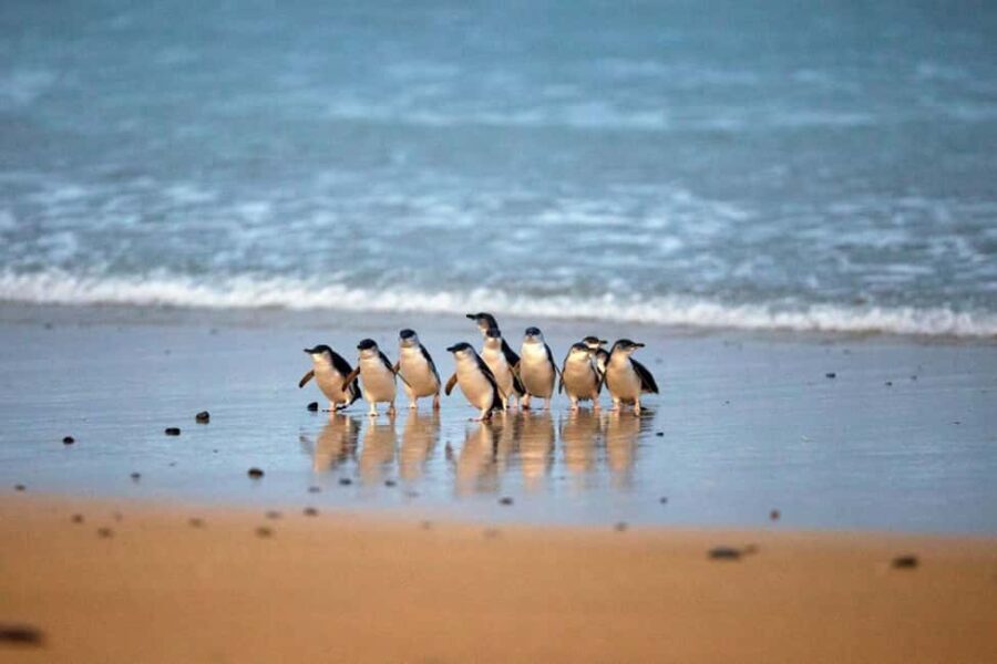 From Melbourne: Penguin Parade and Koalas Tour - Transportation and Group Size