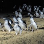 From Melbourne: Penguin Parade, Koalas & Kangaroos - An In-Depth Look at What to Expect