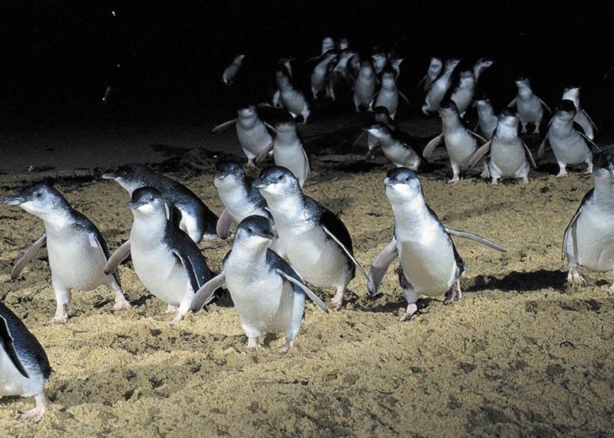 From Melbourne: Penguin Parade, Koalas & Kangaroos - An In-Depth Look at What to Expect