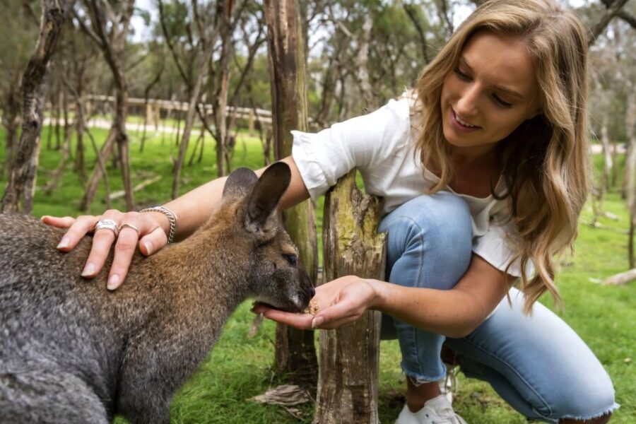 From Melbourne: Penguins and Wildlife Nature Day Tour - Moonlit Sanctuary Wildlife Conservation Park