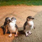 From Melbourne: Phillip Is Penguin Parade & Koala Reserve - A Closer Look at the Phillip Island Tour