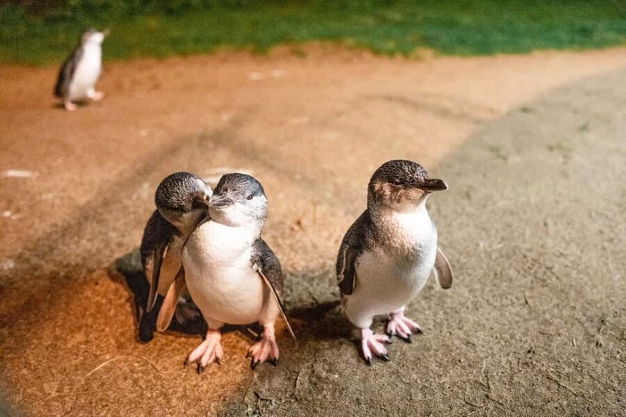 From Melbourne: Phillip Is Penguin Parade & Koala Reserve - A Closer Look at the Phillip Island Tour