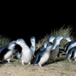 From Melbourne: Phillip Island and Penguin Parade Day Tour - Who Will Love This Tour?